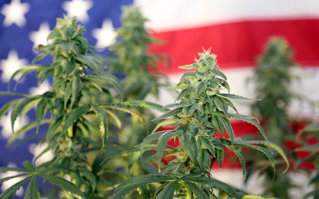 Five Things to Know About Marijuana and U.S. Immigration Policy (No Pot for Non-U.S. Citizens)